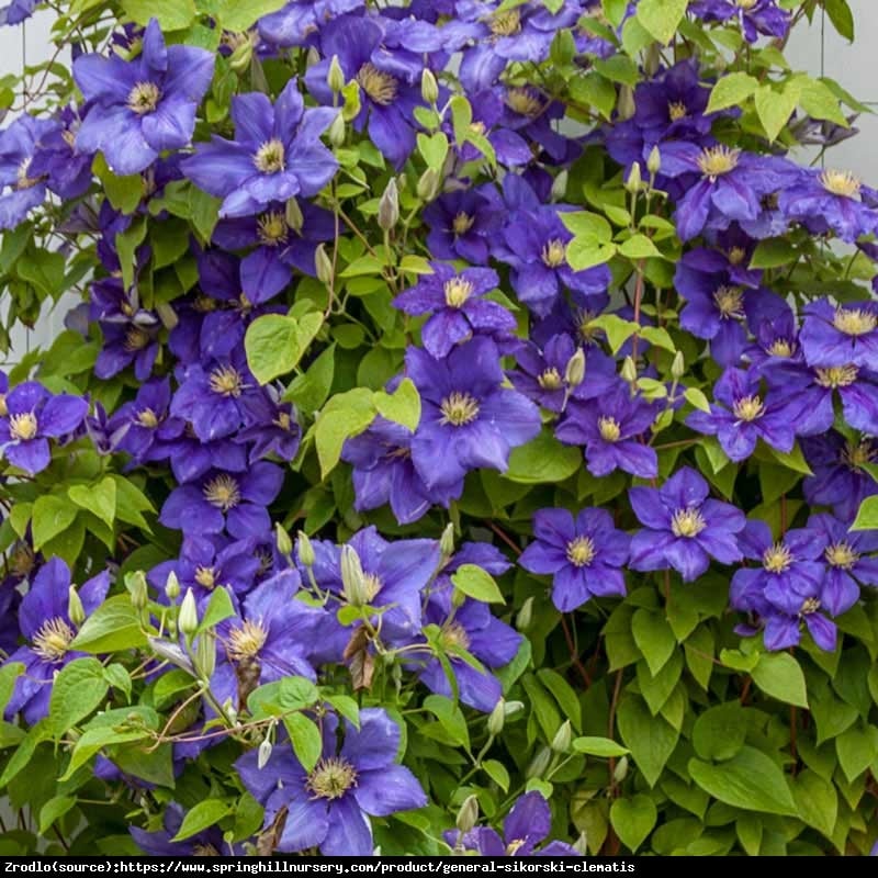 Powojnik Generał Sikorski-DUŻE,NIEBIESKIE KWIATY! - Clematis Generał Sikorski