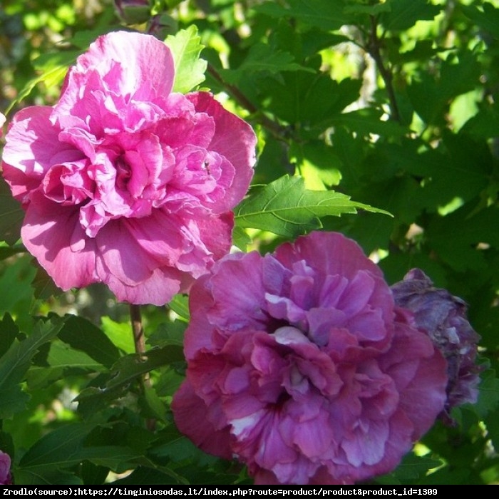 Hibiskus Ketmia syryjska Sanchoyo-DUŻE,PEŁNE,EFEKTOWNE KWIATY! - Hibiscus syriacus Sanchoyo