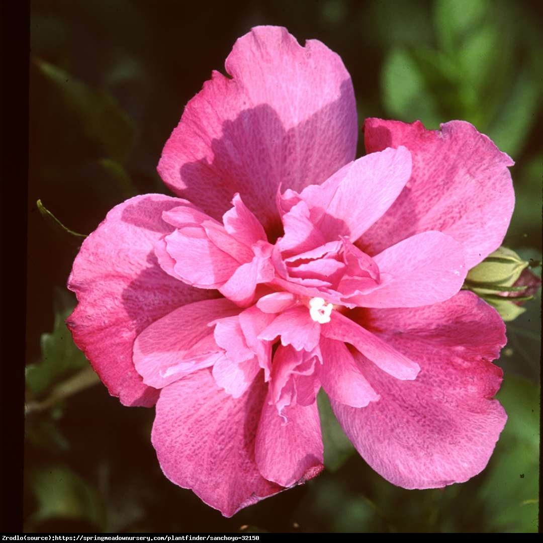 Hibiskus Ketmia syryjska Sanchoyo-DUŻE,PEŁNE,EFEKTOWNE KWIATY! - Hibiscus syriacus Sanchoyo