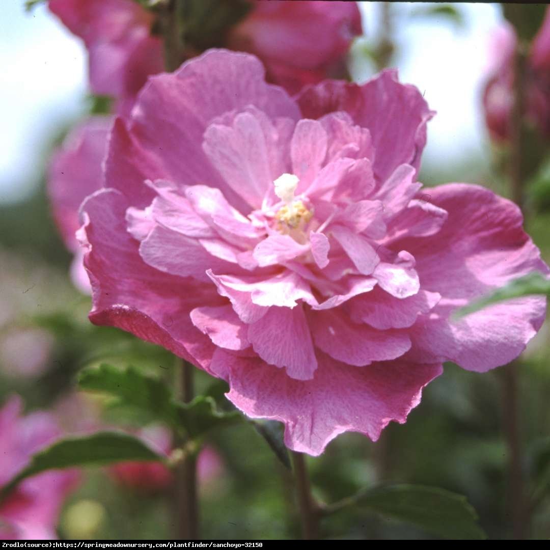 Hibiskus Ketmia syryjska Sanchoyo-DUŻE,PEŁNE,EFEKTOWNE KWIATY! - Hibiscus syriacus Sanchoyo