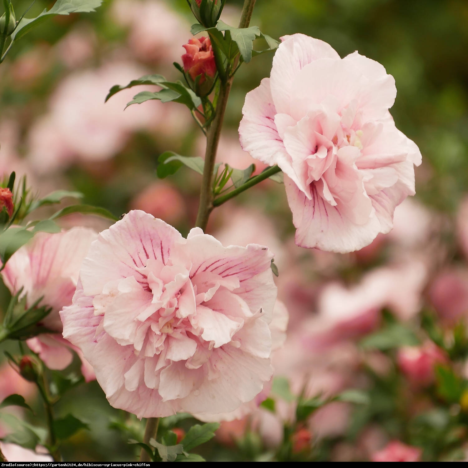 Hibiskus syryjski Ketmia  Pink Chiffon-DUŻE ,RÓŻOWE,PODWÓJNE KWIATY! - Hibiscus syriacus  Pink Chiffon