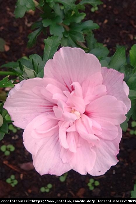 Hibiskus syryjski Ketmia  Pink Chiffon-DUŻE ,RÓŻOWE,PODWÓJNE KWIATY! - Hibiscus syriacus  Pink Chiffon