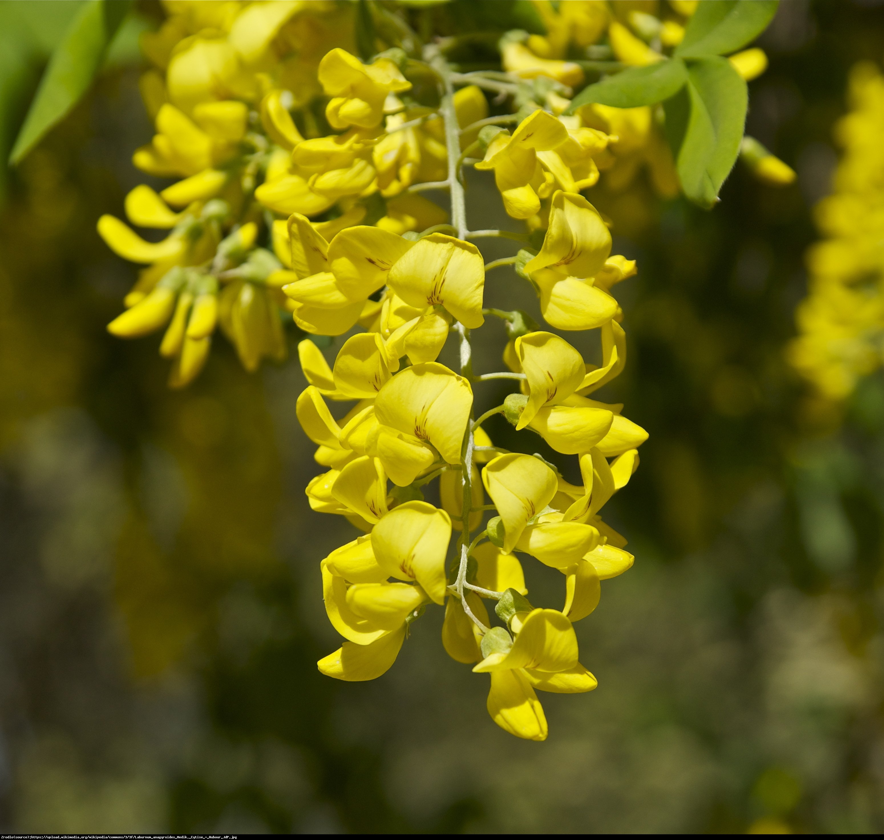 Złotokap pospolity - Laburnum anagyroides