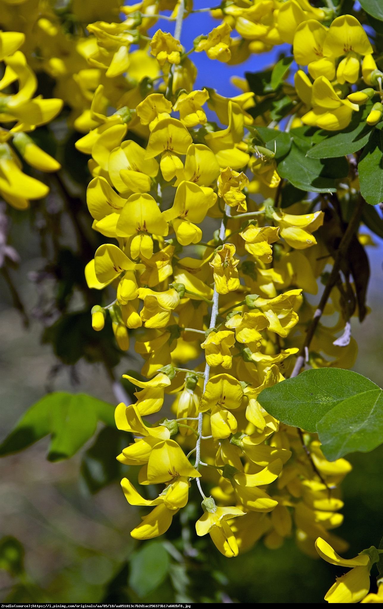 Złotokap pospolity - Laburnum anagyroides