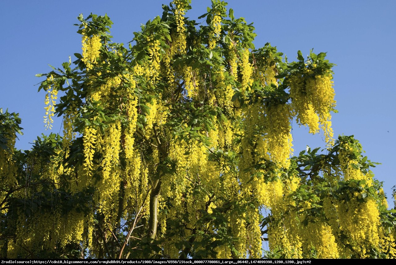 Złotokap pospolity - Laburnum anagyroides