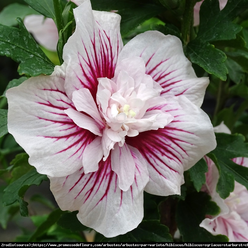 Hibiskus syryjski Ketmia Starburst Chiffon o spektakularnych kwiatach z nutą orientu. - Hibiscus syriacus Starburst Chiffon