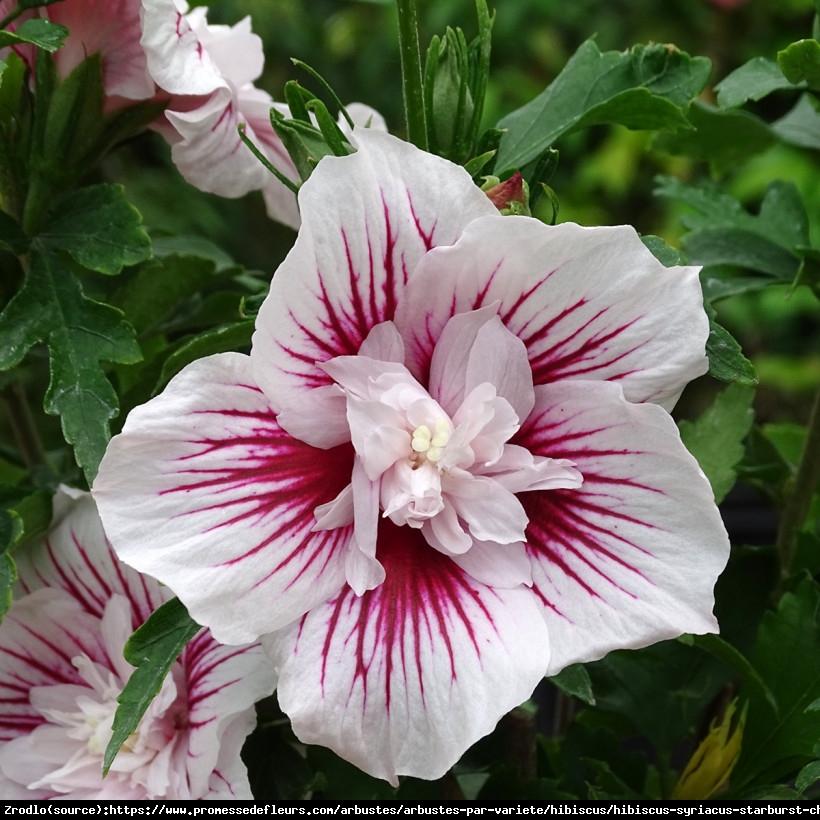 Hibiskus syryjski Ketmia Starburst Chiffon o spektakularnych kwiatach z nutą orientu. - Hibiscus syriacus Starburst Chiffon