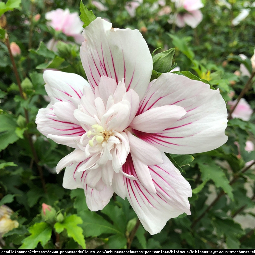 Hibiskus syryjski Ketmia Starburst Chiffon o spektakularnych kwiatach z nutą orientu. - Hibiscus syriacus Starburst Chiffon