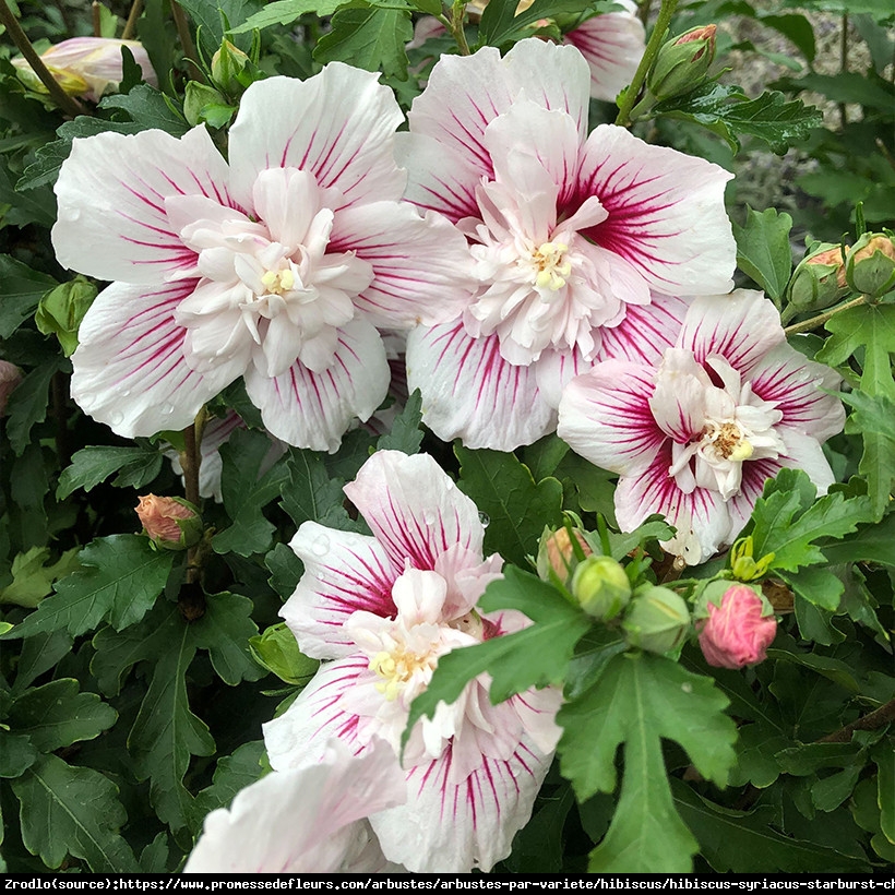 Hibiskus syryjski Ketmia Starburst Chiffon o spektakularnych kwiatach z nutą orientu. - Hibiscus syriacus Starburst Chiffon