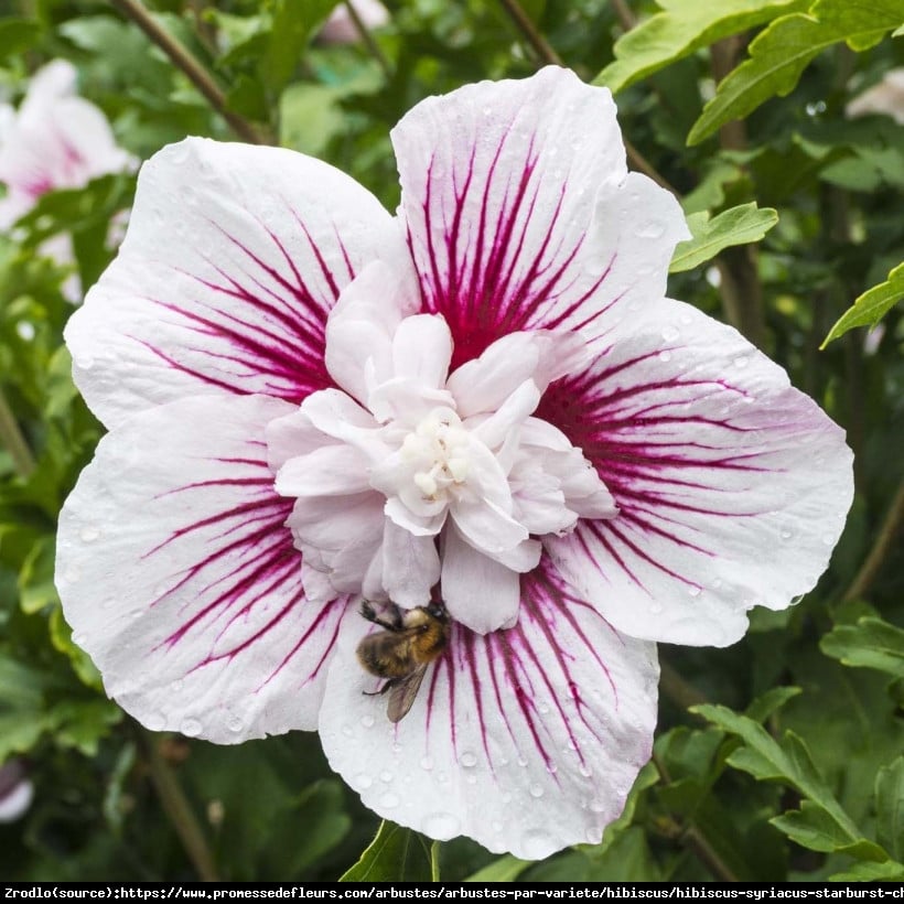 Hibiskus syryjski Ketmia Starburst Chiffon o spektakularnych kwiatach z nutą orientu. - Hibiscus syriacus Starburst Chiffon