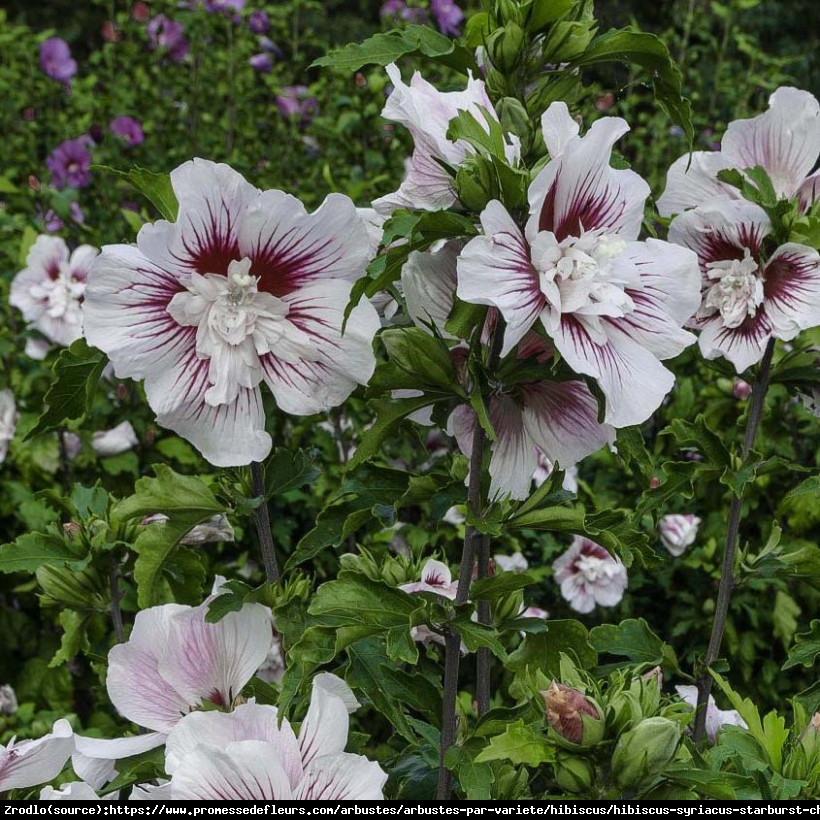 Hibiskus syryjski Ketmia Starburst Chiffon o spektakularnych kwiatach z nutą orientu. - Hibiscus syriacus Starburst Chiffon