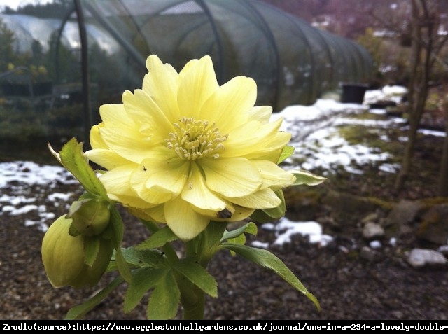 Ciemiernik wschodni Double  Yellow - Pełny, Rarytas, intensywnie żółty !!! - Helleborus orientalis Double Super Yellow