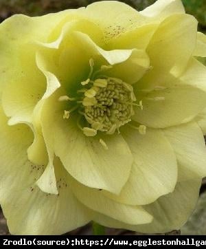 Ciemiernik wschodni Double  Yellow - Pełny, Rarytas, intensywnie żółty !!! - Helleborus orientalis Double Super Yellow