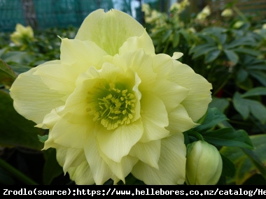 Ciemiernik wschodni Double  Yellow - Pełny, Rarytas, intensywnie żółty !!! - Helleborus orientalis Double Super Yellow