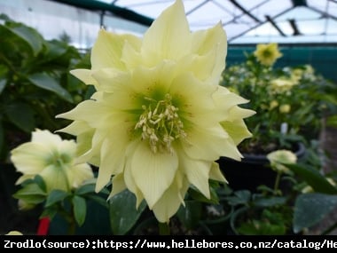 Ciemiernik wschodni Double  Yellow - Pełny, Rarytas, intensywnie żółty !!! - Helleborus orientalis Double Super Yellow