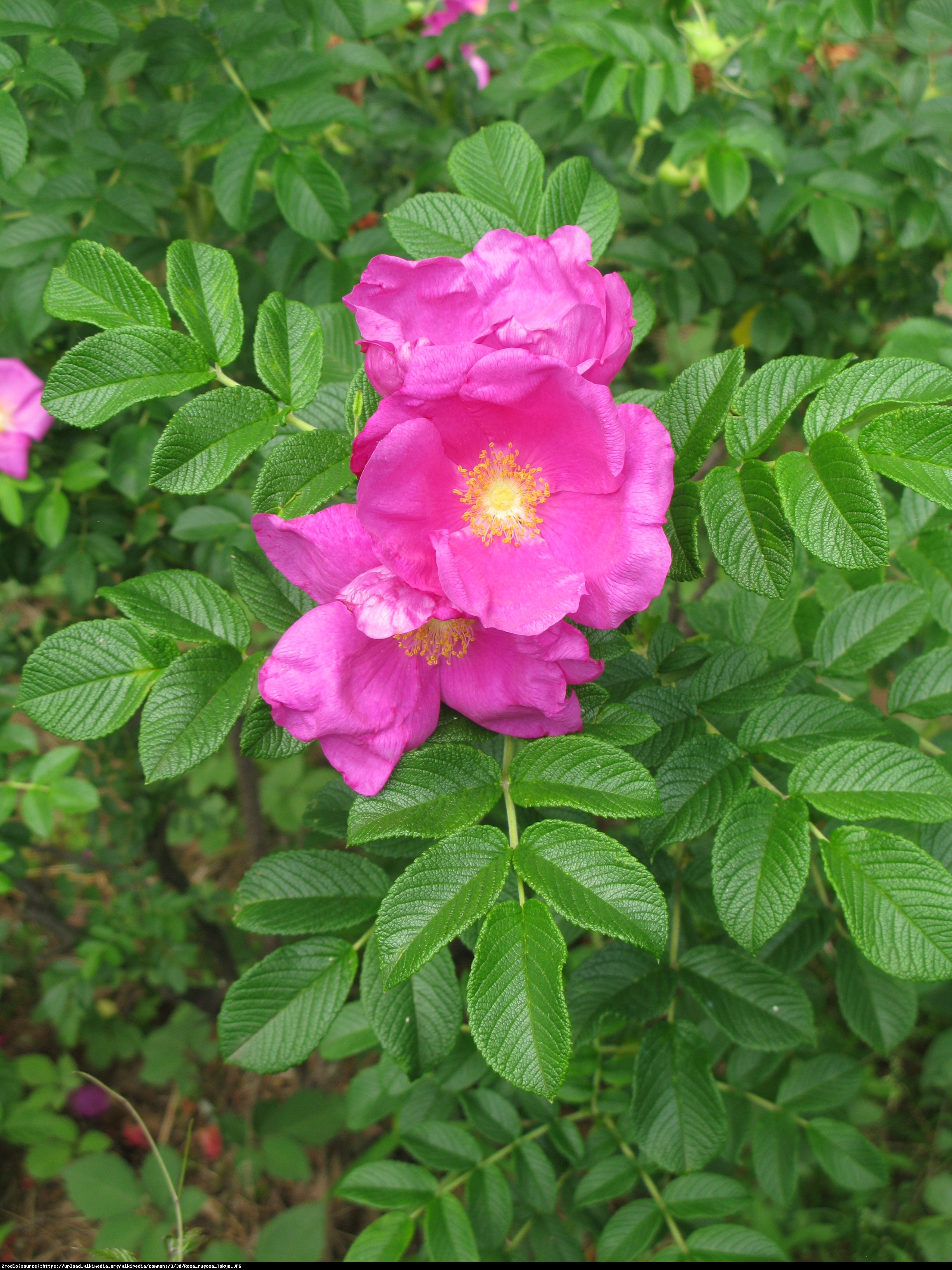 Róża pomarszczona - Rosa rugosa
