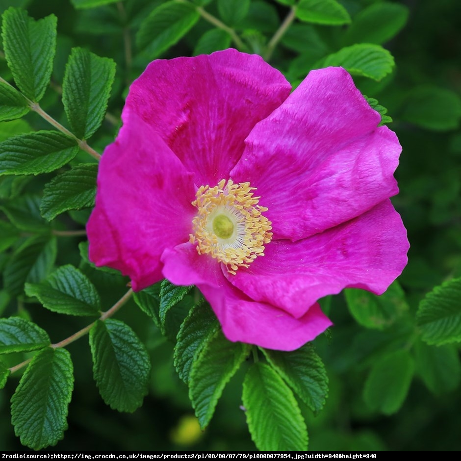 Róża pomarszczona - Rosa rugosa