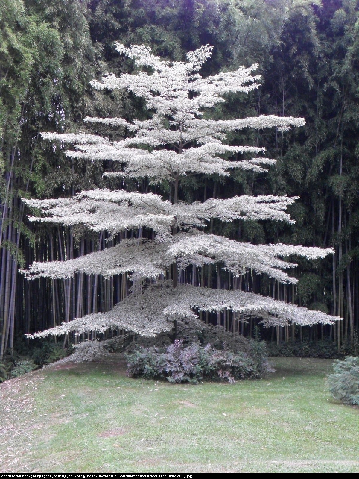 Dereń pagodowy - Cornus controversa 