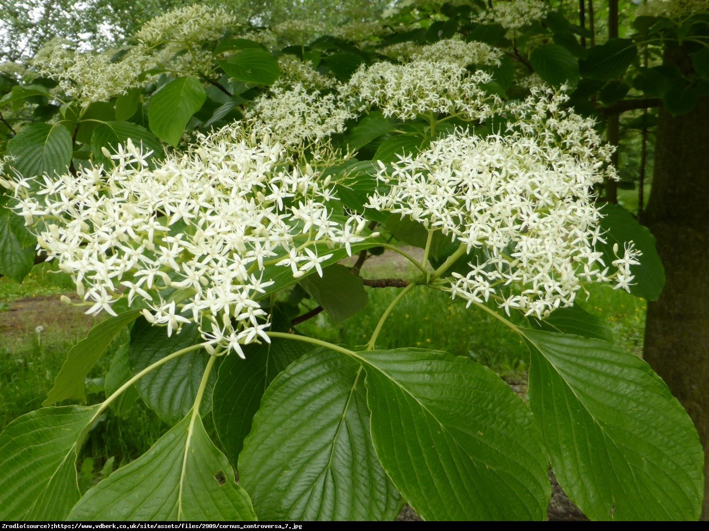 Dereń pagodowy - Cornus controversa 