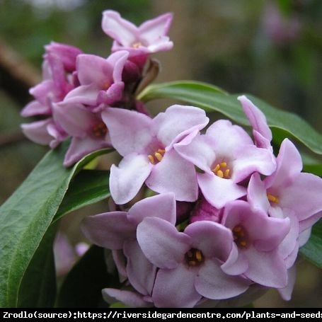 Wawrzynek Pink Fragrance - KOMPAKTOWY, nieziemski zapach!!! - Daphne sp.