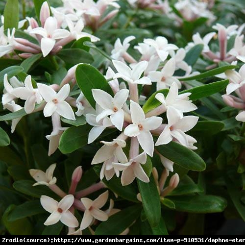 Wawrzynek  wonny Eternal Fragrance - nieziemski zapach, cudowne kwiaty!!! - Daphne odora