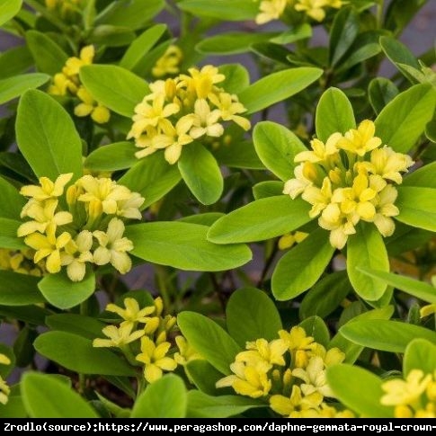 Wawrzynek Royal Crown  - UNIKAT, żółte kwiaty!!! - Daphne gemmata