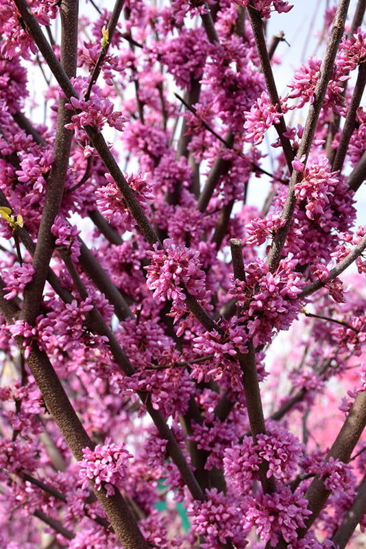 Judaszowiec kanadyjski Alley Cat-  FENOMEN, pstre liście, JADALNE KWIATY !!! - Cercis canadensis ALley Cat