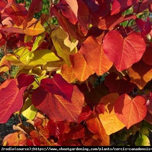 Judaszowiec kanadyjski Ethernal Flame - Złoty Medalista, OGNISTE LIŚCIE!!! - Cercis canadensis Ethernal Flame