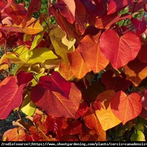 Judaszowiec kanadyjski Ethernal Flame - Złoty Medalista, OGNISTE LIŚCIE!!! - Cercis canadensis Ethernal Flame