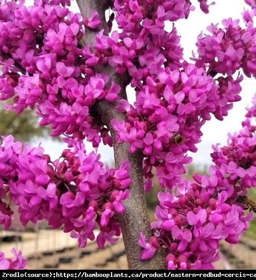 Judaszowiec kanadyjski Ethernal Flame - Złoty Medalista, OGNISTE LIŚCIE!!! - Cercis canadensis Ethernal Flame