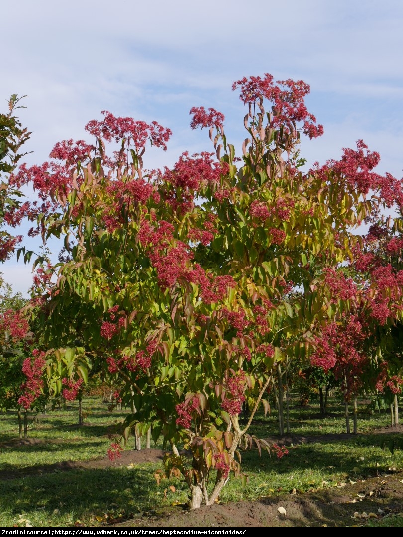 Heptakodium chińskie - Heptacodium miconioides 