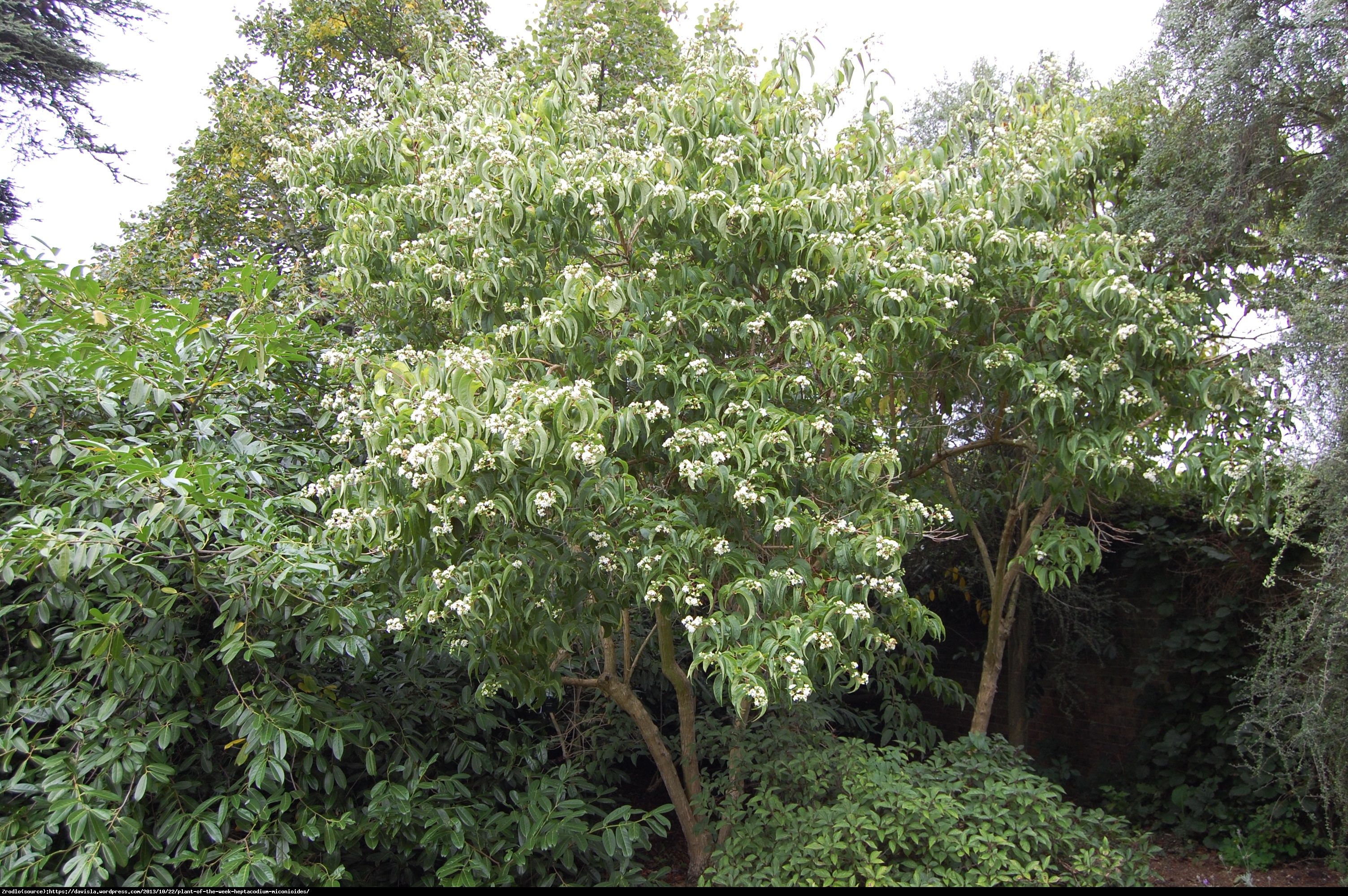 Heptakodium chińskie - Heptacodium miconioides 