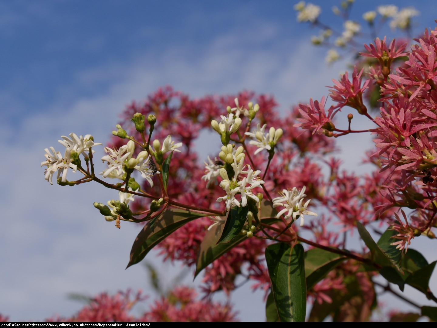 Heptakodium chińskie - Heptacodium miconioides 