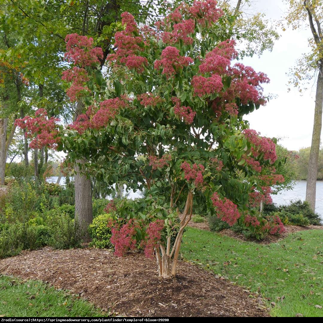 Heptakodium chińskie - Heptacodium miconioides 