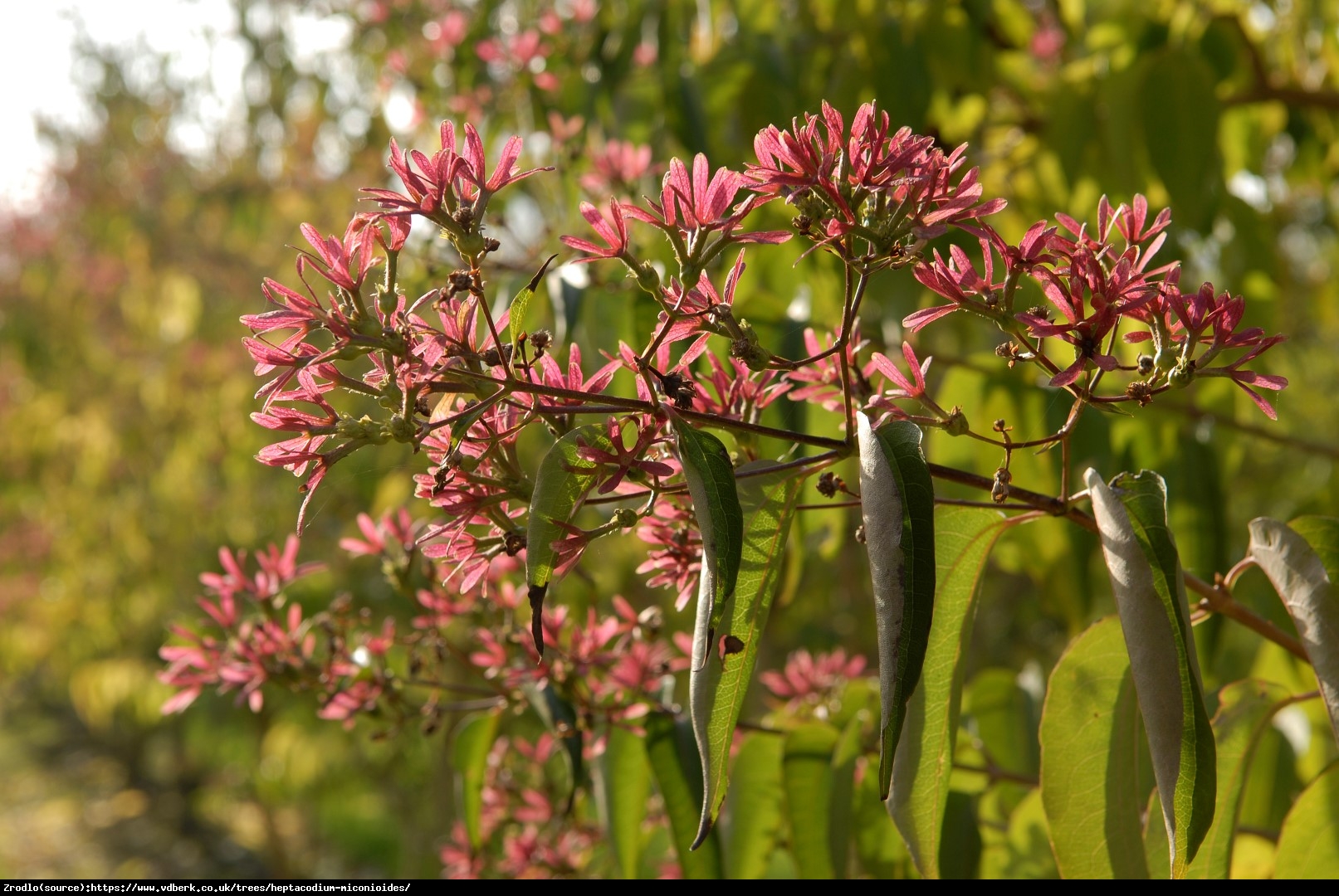 Heptakodium chińskie - Heptacodium miconioides 