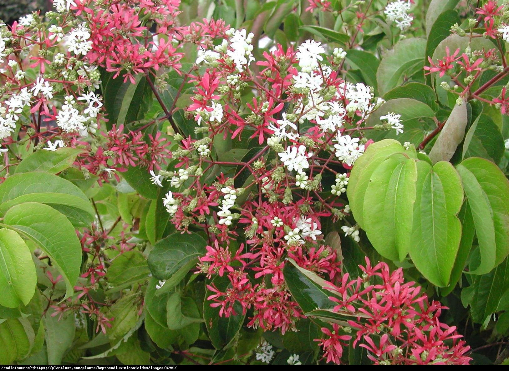 Heptakodium chińskie - Heptacodium miconioides 