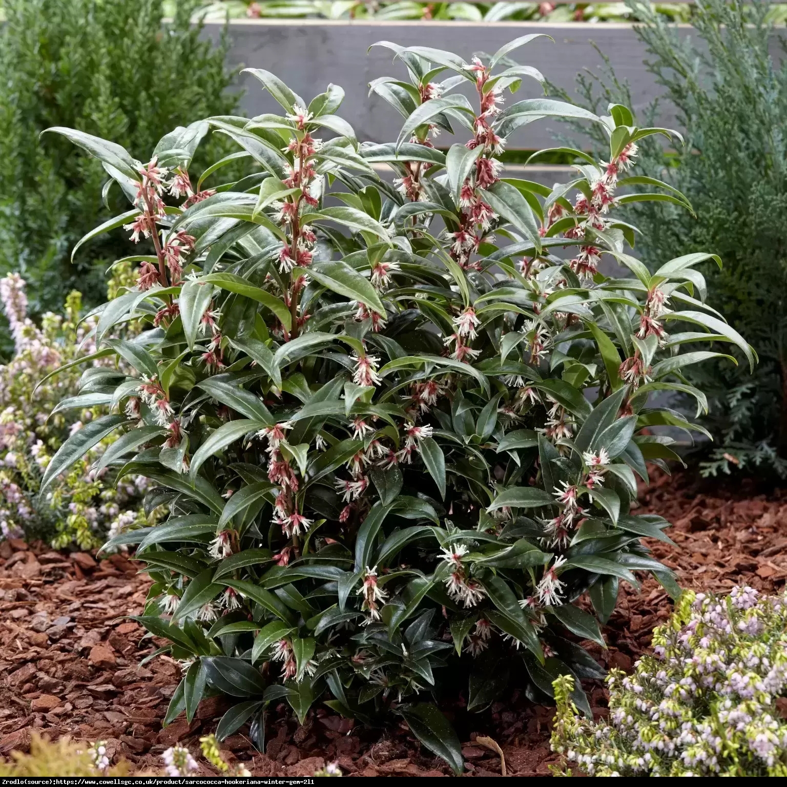 Sarcococca hum. Winter Gem - ZIMOWA PEREŁKA - Sarcococca humilis Winter Gem