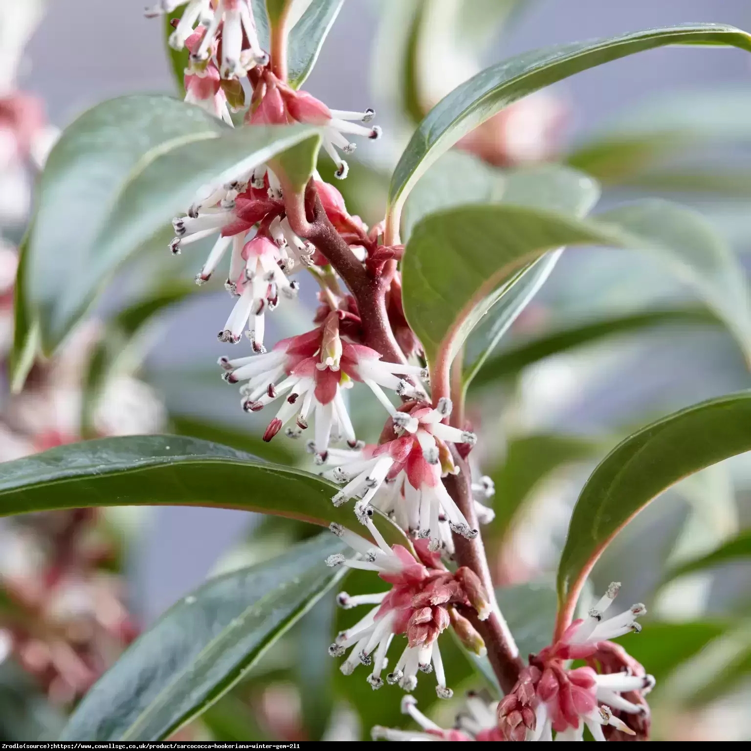 Sarcococca hum. Winter Gem - ZIMOWA PEREŁKA - Sarcococca humilis Winter Gem