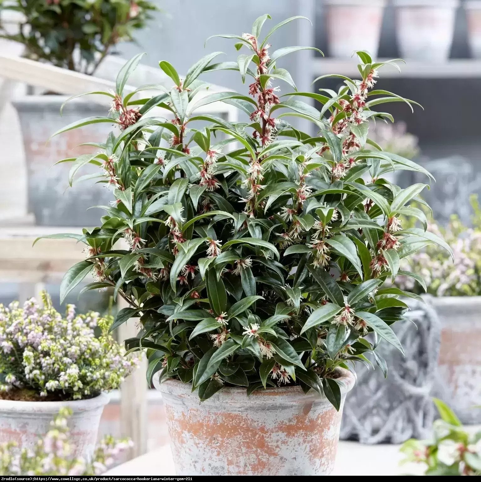 Sarcococca hum. Winter Gem - ZIMOWA PEREŁKA - Sarcococca humilis Winter Gem