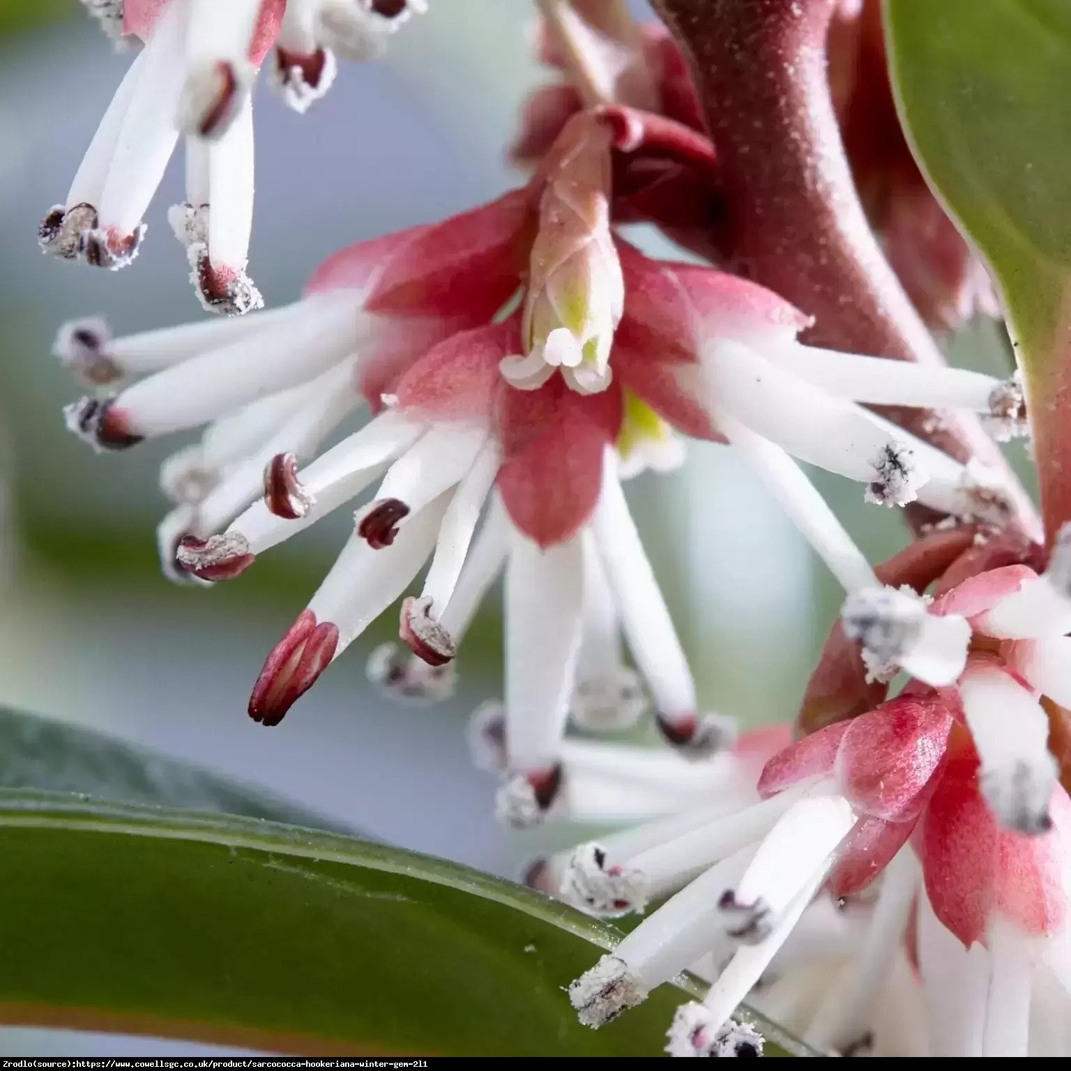 Sarcococca hum. Winter Gem - ZIMOWA PEREŁKA - Sarcococca humilis Winter Gem