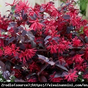 Loropetalum chińskie Black Pearl - zimowy klejnot!!! - Loropetalum chinense Black Pearl