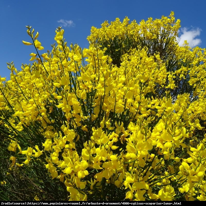 Żarnowiec Luna - NIEWYMAGAJĄCY, mieni się złotem!!! - Cytisus scoparius Luna 