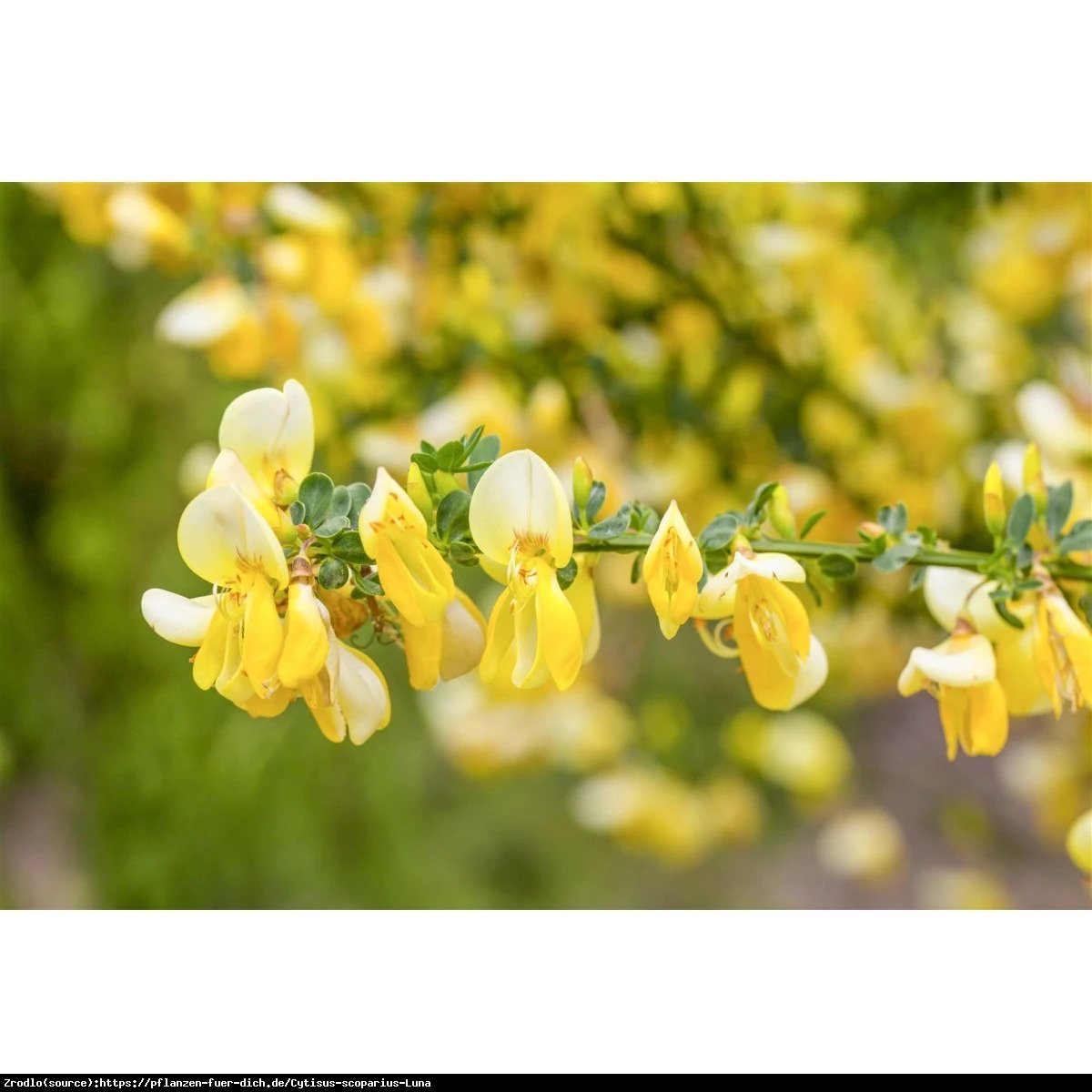 Żarnowiec Luna - NIEWYMAGAJĄCY, mieni się złotem!!! - Cytisus scoparius Luna 