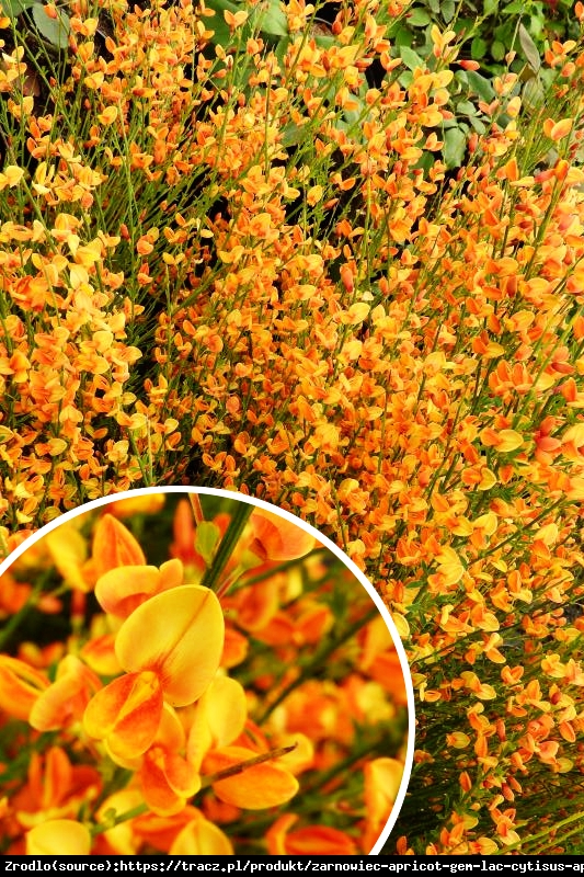 Żarnowiec Apricot Gem - NA SUCHE GLEBY, niewymagający!!! - Cytisus scoparius Apricot Gem