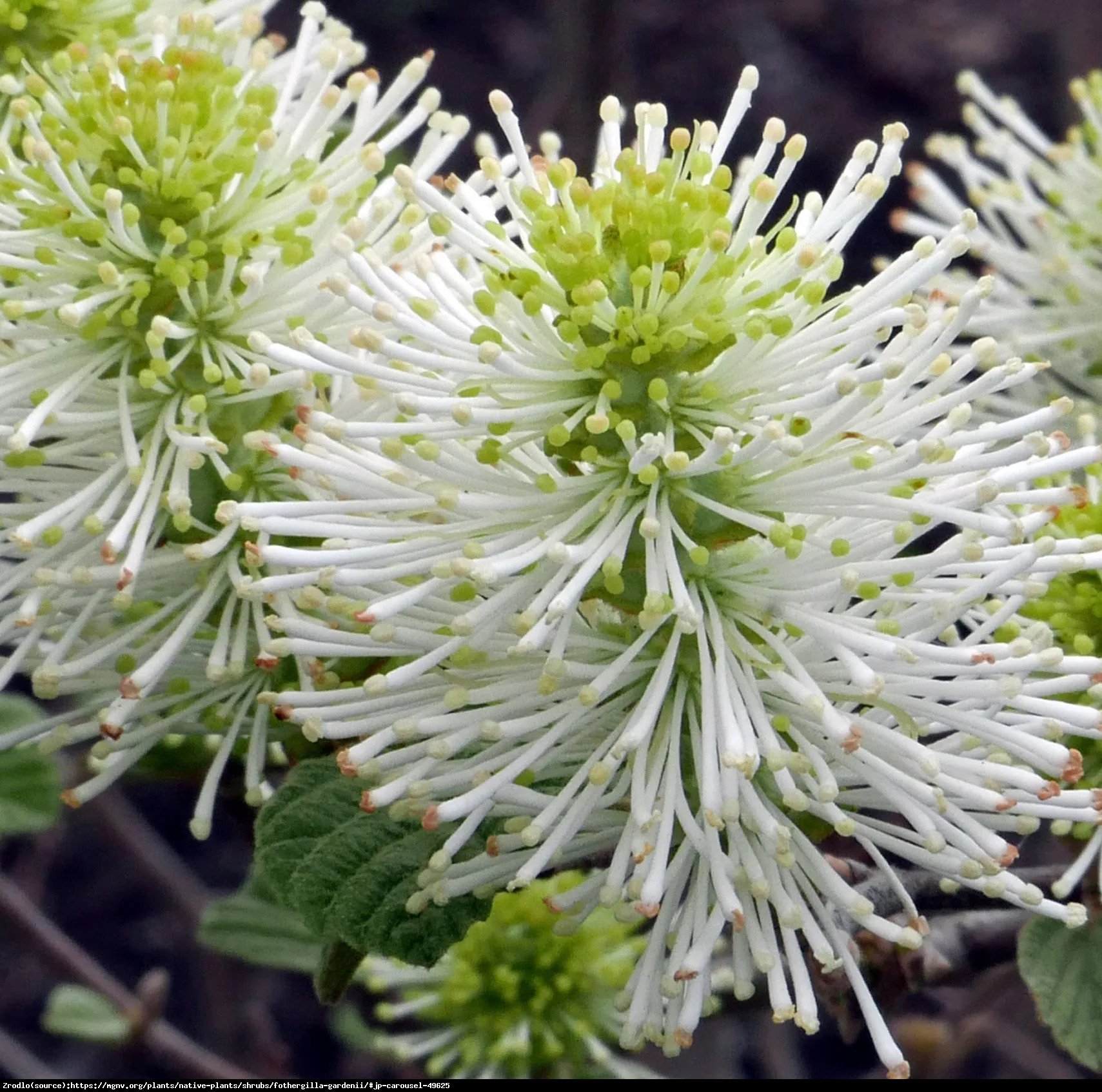 Fotergilla pośrednia Blue Shadow - Perełka kolekcjonerska, NIEBIESKIE LIŚCIE !!! - Fothergilla intermedia Blue Shadow