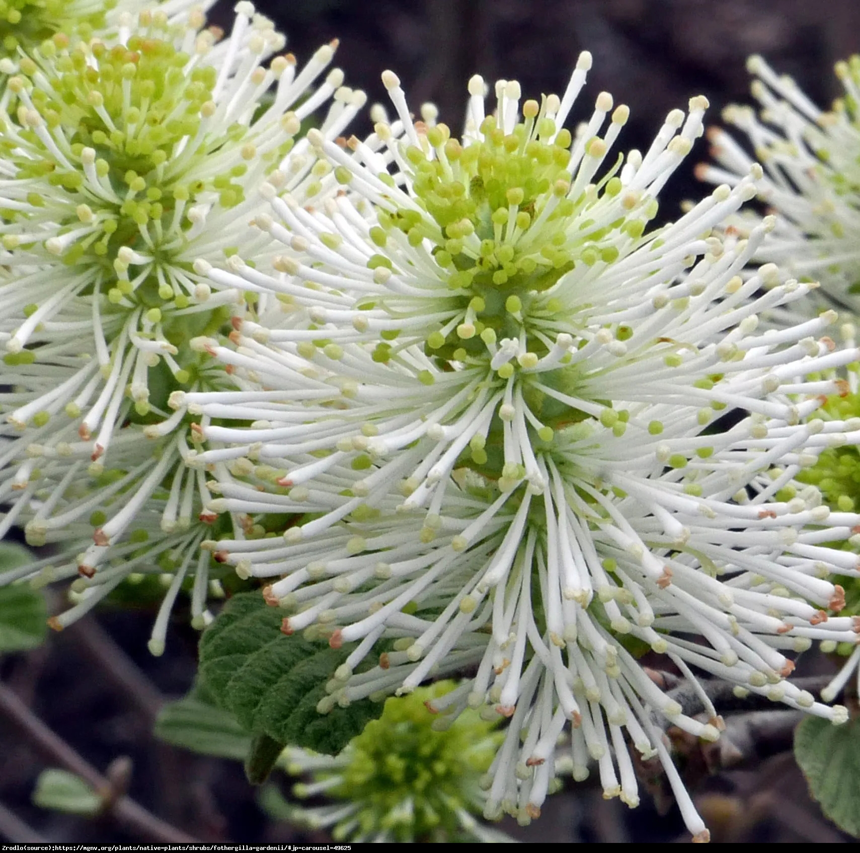 Fotergilla pośrednia Blue Shadow - Perełka kolekcjonerska, NIEBIESKIE LIŚCIE !!! - Fothergilla intermedia Blue Shadow