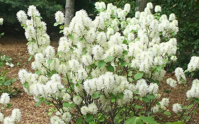 Fotergilla pośrednia Blue Shadow - Perełka kolekcjonerska, NIEBIESKIE LIŚCIE !!! - Fothergilla intermedia Blue Shadow