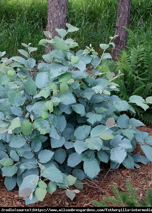 Fotergilla pośrednia Blue Shadow - Perełka kolekcjonerska, NIEBIESKIE LIŚCIE !!! - Fothergilla intermedia Blue Shadow