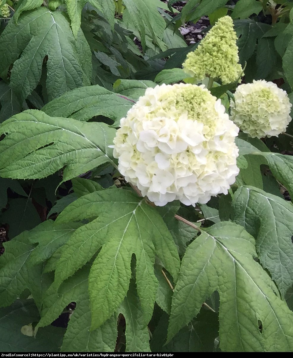 Hortensja dębolistna TARA - nowość, UNIKAT, SZTYWNE, PEŁNE KWIATY!!! - Hydrangea quercifolia Tara