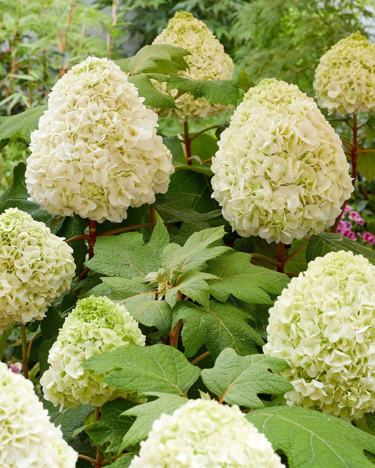 Hortensja dębolistna TARA - nowość, UNIKAT, SZTYWNE, PEŁNE KWIATY!!! - Hydrangea quercifolia Tara